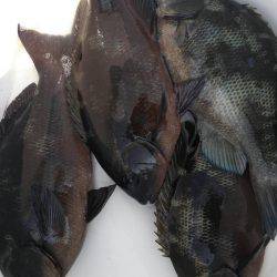 鵜来島家本渡船 釣果