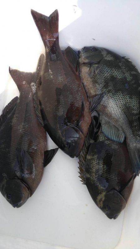 鵜来島家本渡船 釣果