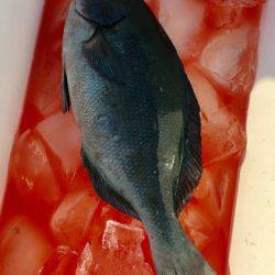 鵜来島家本渡船 釣果