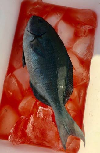 鵜来島家本渡船 釣果