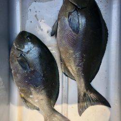 鵜来島家本渡船 釣果