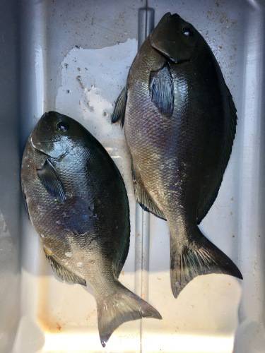 鵜来島家本渡船 釣果