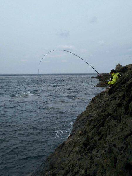 鵜来島家本渡船 釣果