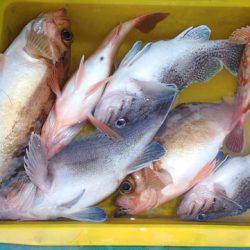 第二むつ漁丸 釣果