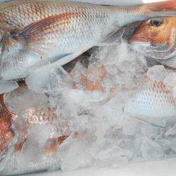 こうゆう丸 釣果