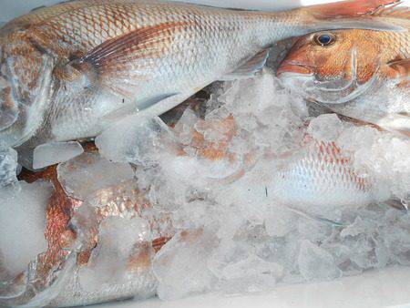 こうゆう丸 釣果