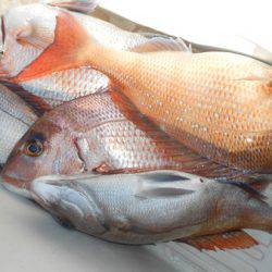 こうゆう丸 釣果