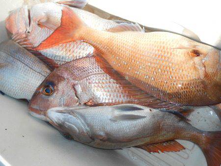 こうゆう丸 釣果