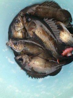 第二辰丸 釣果