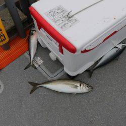 へいみつ丸 釣果