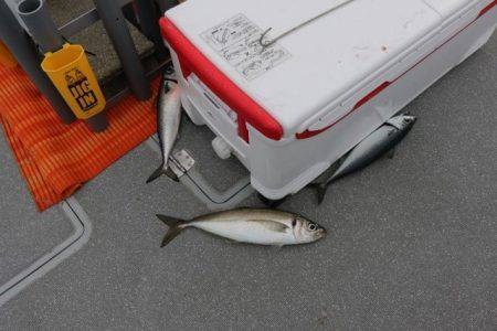 へいみつ丸 釣果