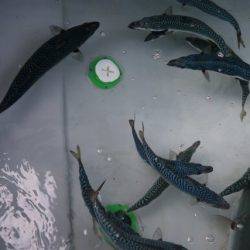 へいみつ丸 釣果