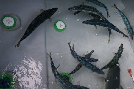 へいみつ丸 釣果