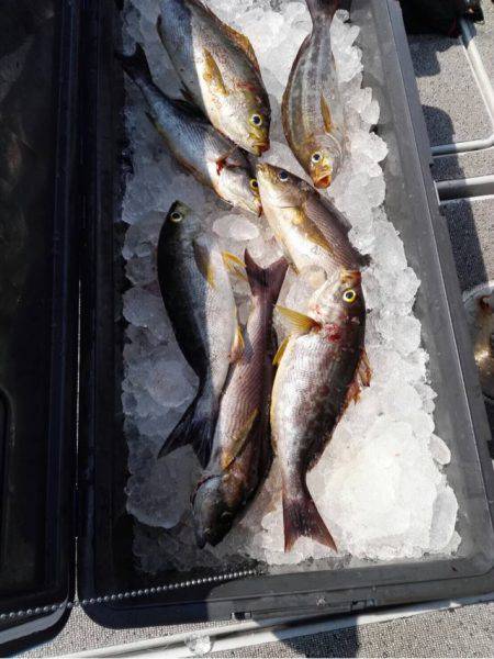 第二大福丸 釣果