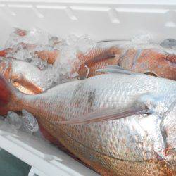 こうゆう丸 釣果