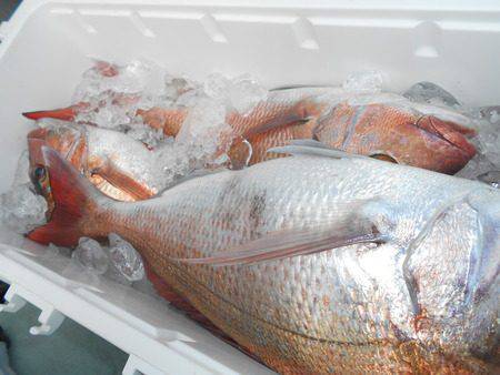 こうゆう丸 釣果