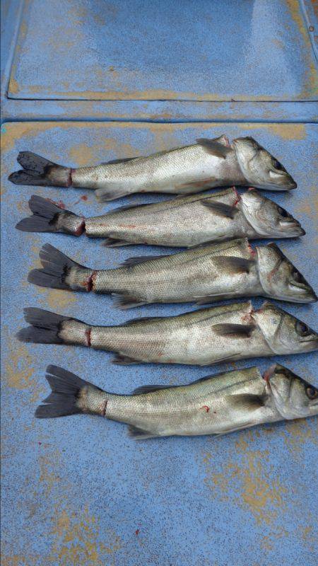 浜新丸 釣果