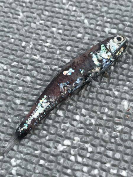 へいみつ丸 釣果