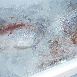 こうゆう丸 釣果