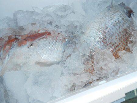 こうゆう丸 釣果