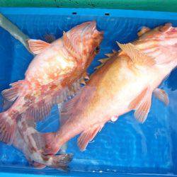 第二むつ漁丸 釣果