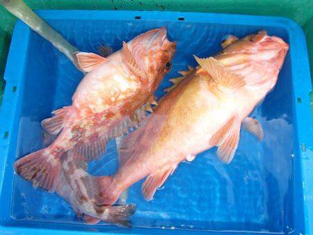 第二むつ漁丸 釣果