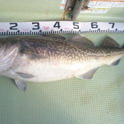 気仙沼 つり丸 釣果