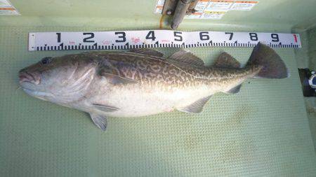 気仙沼 つり丸 釣果