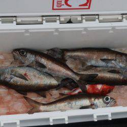 へいみつ丸 釣果