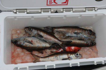 へいみつ丸 釣果