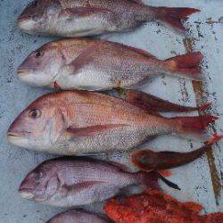 東京湾探釣隊ぼっち 釣果