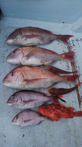 東京湾探釣隊ぼっち 釣果