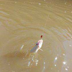 OLAHO　FISHING SPOT 釣果