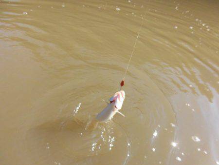 OLAHO　FISHING SPOT 釣果…