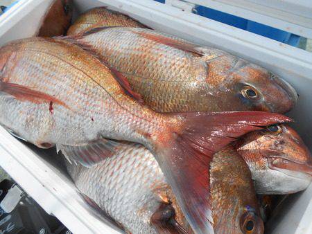 こうゆう丸 釣果