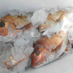 こうゆう丸 釣果