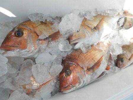 こうゆう丸 釣果