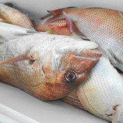 こうゆう丸 釣果