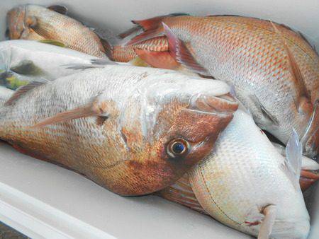 こうゆう丸 釣果