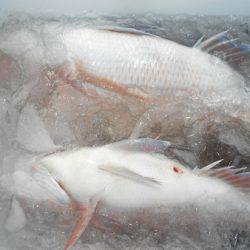 こうゆう丸 釣果