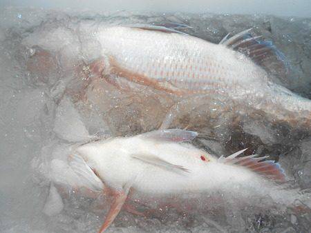 こうゆう丸 釣果