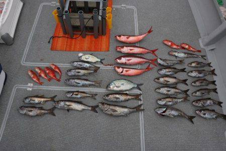 へいみつ丸 釣果