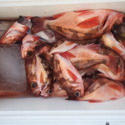 第二むつ漁丸 釣果