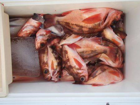 第二むつ漁丸 釣果