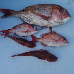 東京湾探釣隊ぼっち 釣果