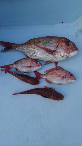 東京湾探釣隊ぼっち 釣果