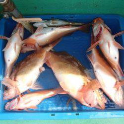 第二むつ漁丸 釣果