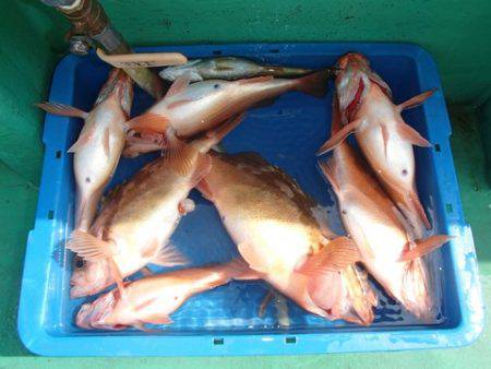 第二むつ漁丸 釣果