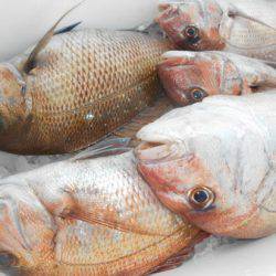 こうゆう丸 釣果