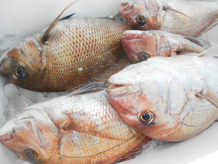 こうゆう丸 釣果